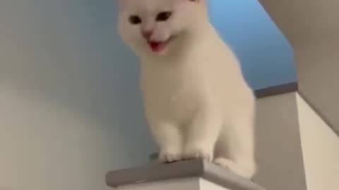 Cat laughing 😺