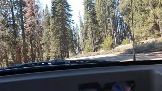 Faux GoPro in Sequoia Natl Forest