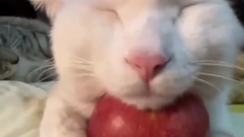 Cat like apples