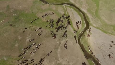 Aerial drone shot herd of horses in mongolian steppes