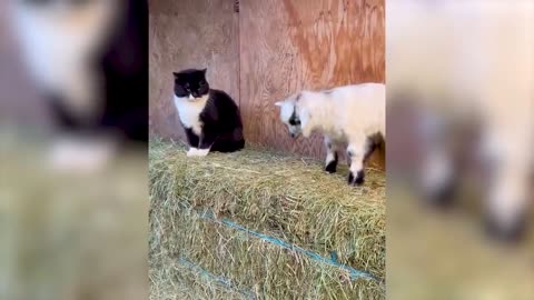 Best Funny Animal Videos 2022 😂 - Funniest Cats And Dogs Videos 😃🐴