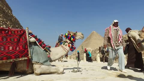 Camels for rent in front of pyramids of Giza
