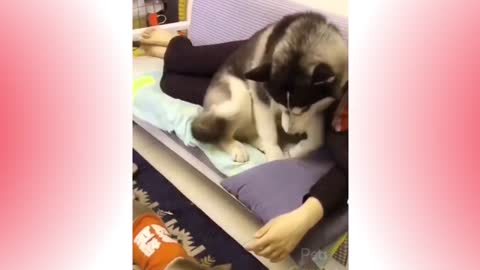 Cute cats and dogs funny videos