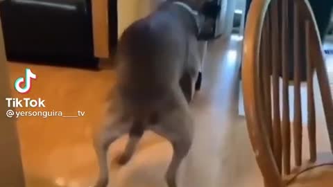 Mi como mi perro está bailando