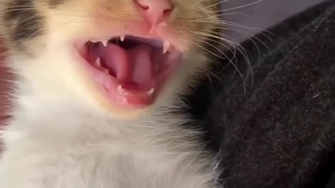 Cat laughing 🤣🤣