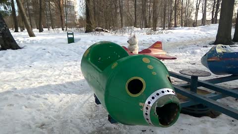 Cute doggy goes on a peaceful rocketship ride