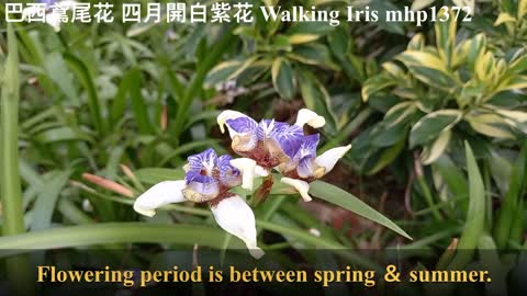 巴西鳶尾花 四月開白紫花 Walking Iris，Apostle's Iris, mhp1372, May 2021