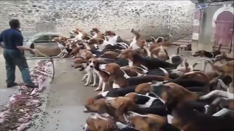 Multitude of hunters!!!!!!FUNNY DOGS CUTE DOG VIDEO FUNNY