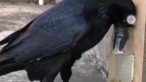 How does a crow draw water from a bottle?