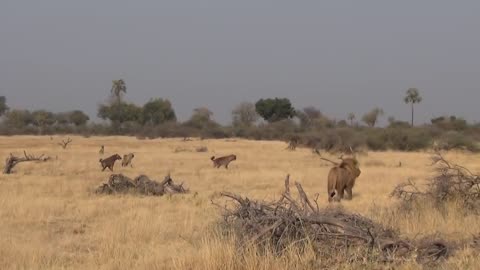 LIONS VS HYENAS - Clash of Enemies