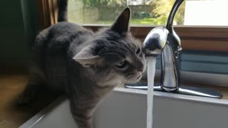 Cat Drinks Water From Tap