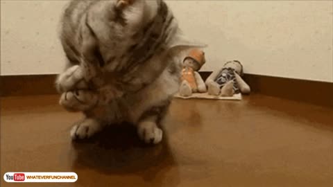 Funny_Cat_Vines_-_Short_Funny_Cats_Videos(720p).mp4