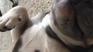 Small grey puppy smiles while laying on carpet getting rubbed
