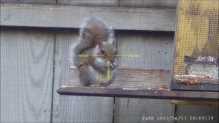 Air Rifle Grey Squirrel Shooting On A New Perm
