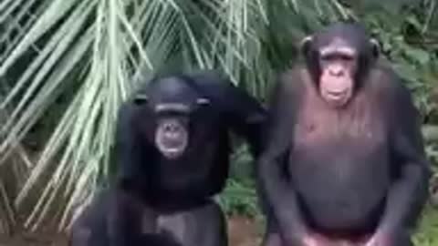 Talented chimpanzee Flying drone by remote Must watch most funny video Viral file_