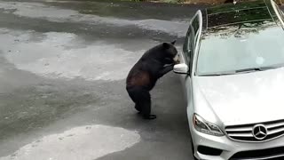Bear Scared Away by Screams After Opening Car Door
