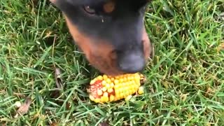 Small black tan rottweiler dog eats corn on the grass