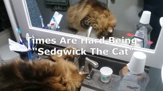 Sedgwick the Cat