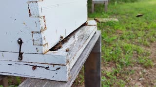 SlowMo Honeybees