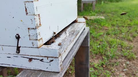 SlowMo Honeybees