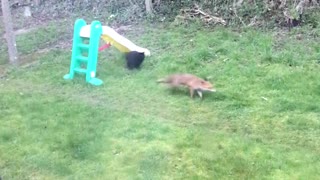 Fox and Feline Play in Garden