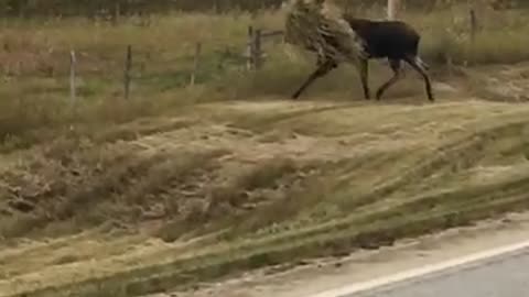 Canadian Moose Wears Camouflage
