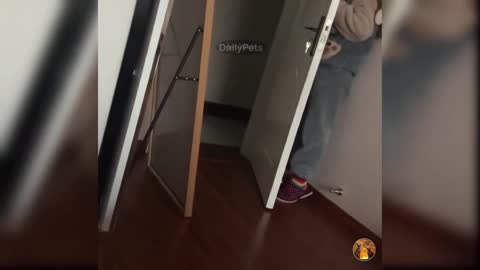 Dog Playing Hide And Seek With His Owner