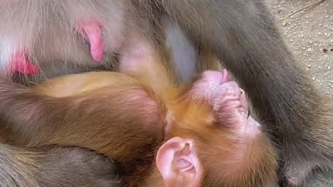 This newborn baby monkey sleeps