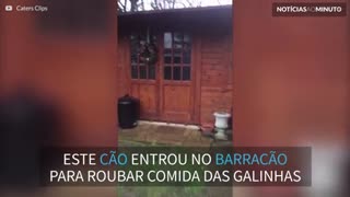 Cão é preso em barracão do jardim por engano