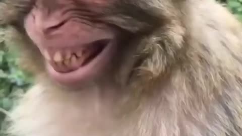Monkey Smilies Video 🐵🐵🐵🐵