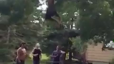 Drunk guy swings from tree branch, breaks and falls into grass lawn