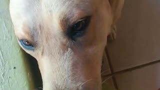 Extremely shy golden retriever giving owner shy look