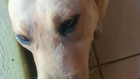 Extremely shy golden retriever giving owner shy look
