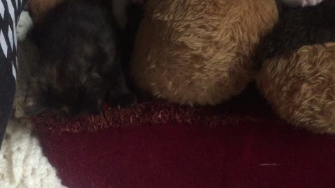 Four tiny kittens huddling together on a giant teddy bear, cuteness overload