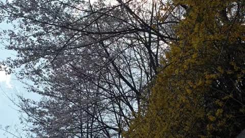 The harmony of the city center and flowers.