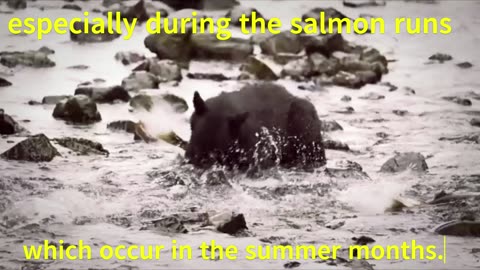 Alaska Black Bear Hunting Salmon