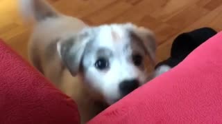 Small white and grey puppy trying to jump onto red couch