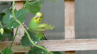Green Budgerigar Bird Parrot Picking Some Leafs From Plant