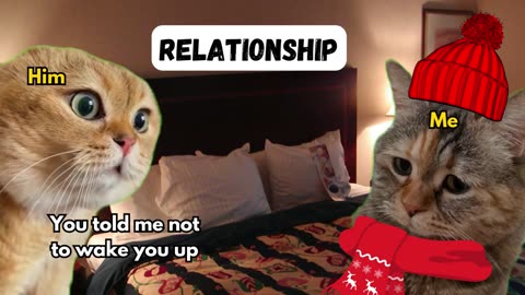 2 cat talking about realtionships