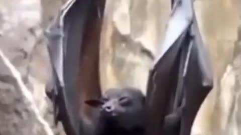 Bats with claws