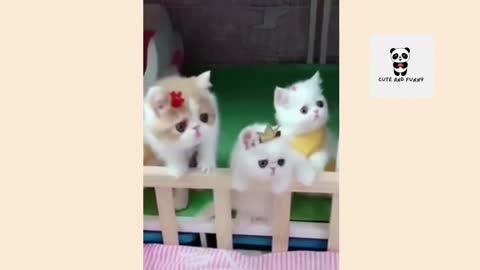 Super Cute Kitties! - Cute and Funny - #shorts
