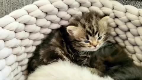 Adorable Kitten Falling Asleep!