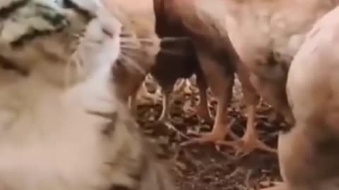 Cat cute funny video