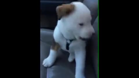 Dog gets angry at his own hiccups