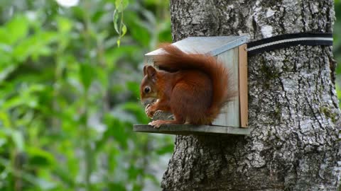 Red squirrel eating