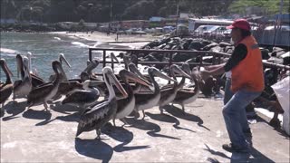 Pelican birds in San Antonio, Chile