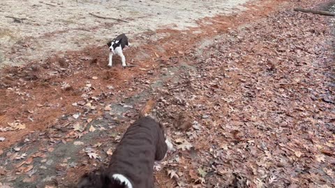 Two English Springer Spaniels at the Lake Beach in the Fall in New England