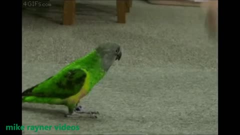 Amazing Funny Animals! make you Laugh