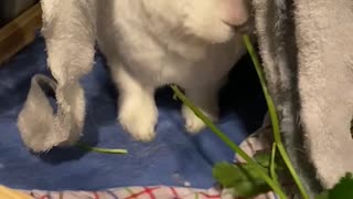 Hungry hungry rabbit.