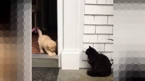 A puppy meets a cat for the first time in his life